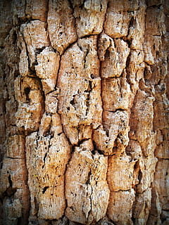 brun overflade, abstrakt, aldrende, antik, baggrund, bark, Brun, tæt på, henfald, design, detalje, tør, miljø, Skov, makro, naturlig, mønster, ru, overflade, struktur, træ, bagagerum, træ-, træværk, ingen mennesker, tekstureret, historie, baggrunde, fortiden, fuld ramme, arkitektur, indendørs, bygget struktur, natur, kreativitet, håndværk, dag, gammel, carving - håndværk produkt, mad, 2K, CC0, offentligt domæne, royaltyfrie