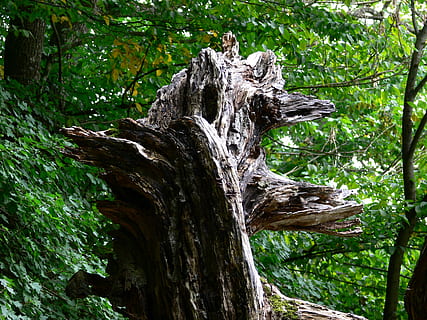 arbre, naturalesa, vell, sec, tronc, planta, creixement, tronc de l'arbre, bosc, dia, terra, cap gent, tranquil·litat, material de fusta, textura, bellesa a la natura, color verd, escorça, a l'aire lliure, branca, part de la planta, llum solar, fusta, planta morta, 2K, CC0, domini públic, lliure de regalies