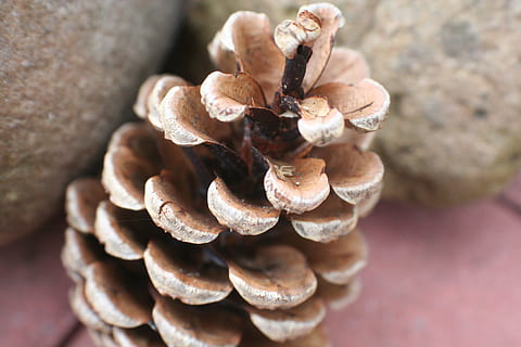 Kiefernzapfen, Zapfhahn, Kiefer, Wald, Weihnachten, Nadelzweig, Nahansicht, Pilz, Fokus auf den Vordergrund, keine Leute, Lebensmittel, Gemüse, Wachstum, braun, Tag, Essen und Trinken, selektiver Fokus, Natur, Pflanze, Tier, essbarer Pilz, Tierwelt, Fülle, Tierthemen, draußen, Marine, 2K, CC0, gemeinfrei, lizenzfrei