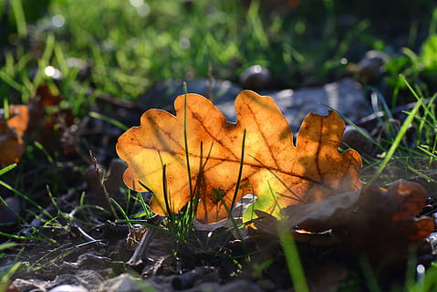 Natur, totes Blatt, Laubfall, Blatt, fallen, Park, Pflanze, keine Leute, Gras, draußen, Pflanzenteil, Herbst, Wachstum, Nahansicht, Land, Feld, Veränderung, Schönheit in der Natur, Tag, trocken, orange Farbe, selektiver Fokus, Fokus auf den Vordergrund, Verletzlichkeit, Zerbrechlichkeit, Blätter, Ahornblatt, natürlicher Zustand, 5K, CC0, gemeinfrei, lizenzfrei