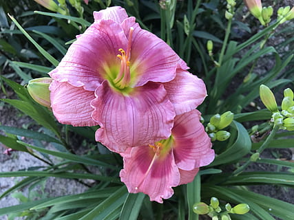 flor, lilly, florir, planta amb flors, planta, pètal, fragilitat, vulnerabilitat, frescor, bellesa a la natura, creixement, inflorescència, cap de flor, primer pla, color rosa, naturalesa, full, part de la planta, dia, cap gent, a l'aire lliure, pol·len, porpra, 4K, CC0, domini públic, lliure de regalies