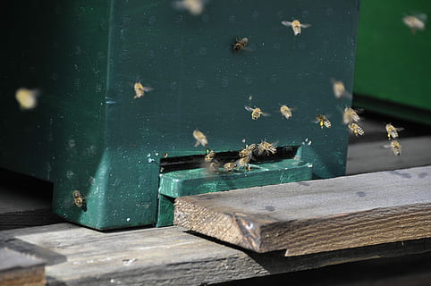 api, volo, alveare, impollinazione, primavera, raccogliere polline, nessuno, giorno, in casa, struttura costruita, avvicinamento, lavagna, legno - materiale, temi animali, gruppo di animali, animale, invertebrato, insetto, animali allo stato selvatico, fauna selvatica, colore verde, natura, grande gruppo di animali, ape, apicoltura, bellezza nella natura, luce del sole, all'aperto, contenitore, 4K, CC0, dominio pubblico, privo di copyright