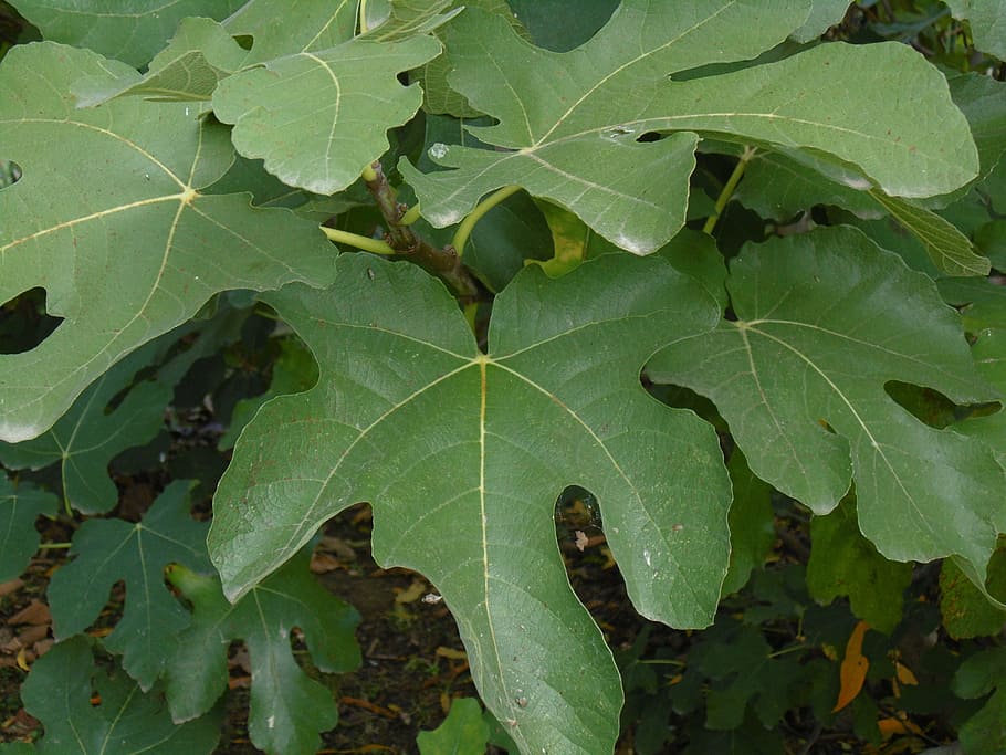 fig, fulles, verd, full, jardí, part de la planta, color verd, planta, creixement, naturalesa, dia, vena de la fulla, primer pla, cap gent, vista d’angle alt, bellesa a la natura, a l'aire lliure, patró natural, tranquil·litat, arbre, frescor, marc complet, vulnerabilitat, 5K