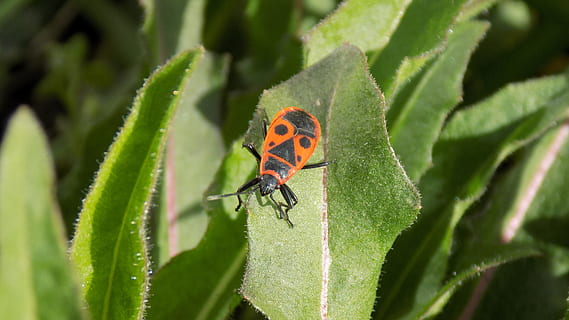 Käfer, Käfersoldat, Flugblatt, Insekt, Makrofotografie, Makro, rot, Tierwelt, Tierthemen, wirbellos, Tier, Tiere in freier Wildbahn, Pflanzenteil, Blatt, ein Tier, Pflanze, grüne Farbe, Natur, Wachstum, Nahansicht, keine Leute, Schönheit in der Natur, Tag, Marienkäfer, draußen, 5K, CC0, gemeinfrei, lizenzfrei