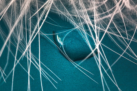 sense títol, ploma, degoteig, tancar, macro, fons, gota d’aigua, textura, ploma d’ocells, líquid, cap gent, patró, marc complet, blau, resum, primer pla, naturalesa, moviment, tèxtil, a l'aire lliure, esport, dia, Color blanc, connexió, aigua, color turquesa, velocitat, corda, xarxa - equipament esportiu, Font d'alimentació, 4K, CC0, domini públic, lliure de regalies