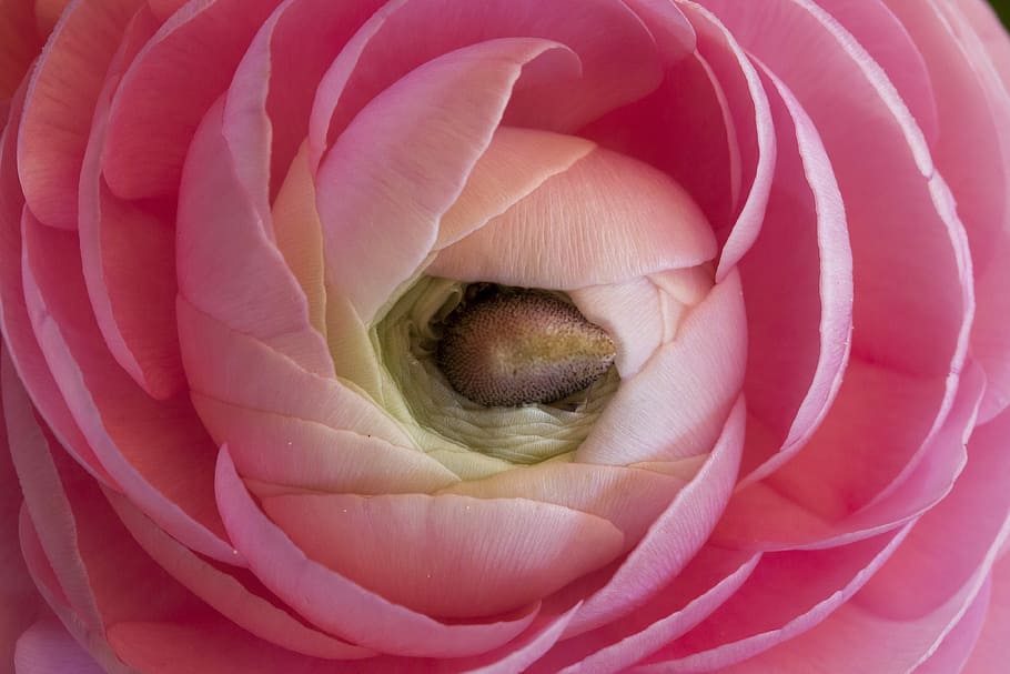 ranuncolo, fiorire, fioritura, primavera, natura, pianta, bianca, rosa, hahnenfußgewächs, Ranunculaceae, fiore, avvicinamento, bellezza nella natura, colore rosa, nessuno, pianta fiorita, fragilità, petalo, vulnerabilità, fotogramma intero, freschezza, testa di fiore, infiorescenza, crescita, sfondi, morbidezza, bocca aperta, 4K