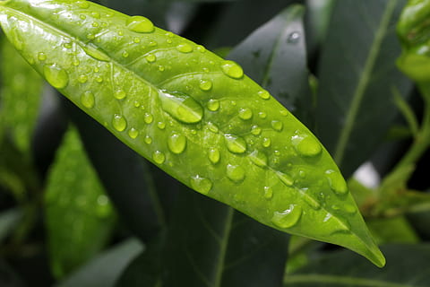 llorer de cirera, gota de pluja, verd, full, planta, tancar, brillant, primavera, bígaro, naturalesa, fulles verdes, fulles brillants, arbust, jardí, tirar, aigua, humit, color verd, part de la planta, primer pla, creixement, pluja, bellesa a la natura, frescor, rosada, cap gent, dia, a l'aire lliure, puresa, temporada de pluges, fulla d'herba, 5K, CC0, domini públic, lliure de regalies