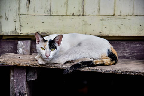 calico, gat, reclinable, escala, temple cat, bonic, persistent, petita, gat domèstic, mascotes, animal, felí, gatet, mirant, mamífer, nacional, animals domèstics, un animal, temes d'animals, relaxació, material de fusta, vertebrats, cap gent, mirant la càmera, assegut, retrat, dia, descans, centrar-se en primer pla, bigotis, 5K, CC0, domini públic, lliure de regalies