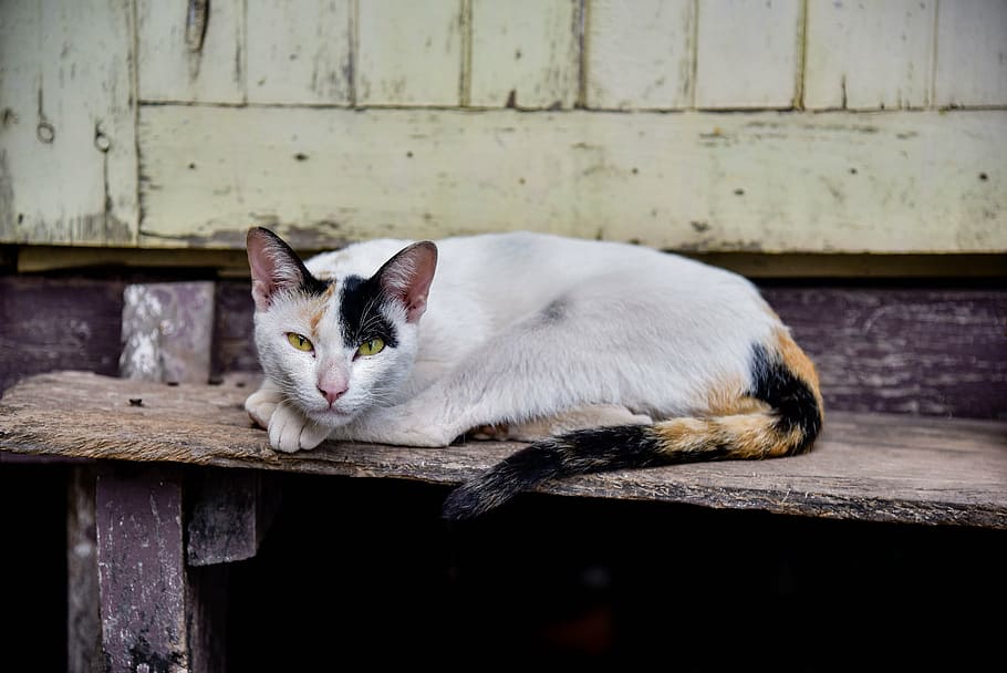 calico, gat, reclinable, escala, temple cat, bonic, persistent, petita, gat domèstic, mascotes, animal, felí, gatet, mirant, mamífer, nacional, animals domèstics, un animal, temes d'animals, relaxació, material de fusta, vertebrats, cap gent, mirant la càmera, assegut, retrat, dia, descans, centrar-se en primer pla, bigotis, 5K