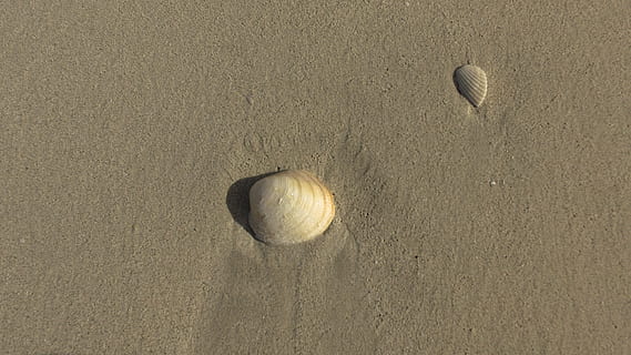 mušle, lastura, moře, Příroda, pláž, molluscum, shell, letní, písek, pobřeží, písečná pláž, spousta mušlí, prázdniny, korýšů, námořní, bílá skořápka, přistát, nikdo, vysoký úhel pohledu, den, zvířat, krása v přírodě, zvířecí shell, zvíře, voda, slunečního světla, venku, klid, texturou, 4K