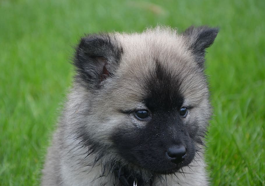 recobert curt, gris, negre, cadell, eurasier, cap, musell negre, ulls marrons, dona jove, mascota, femella, gos de bebè, gossa, gos, puta nova, animal, un animal, mamífer, fauna animal, animals a la natura, herba, primer pla, cap gent, part del cos dels animals, animal jove, vertebrats, planta, retrat, color verd, naturalesa, a l'aire lliure, dia, ull d’animals, 5K