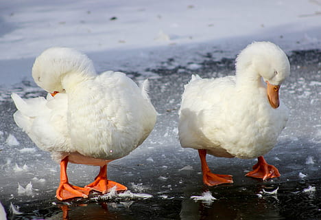 dois, Pato, par, frio, inverno, pássaro, animal, grupo de animais, temas animais, vertebrado, dois animais, agua, cor branca, animais em estado selvagem, dia, animais selvagens, ninguém, natureza, temperatura fria, neve, terra, focar em primeiro plano, 4K, CC0, domínio público, royalty free