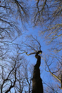 Überdachung, Wald, Bäume, Krone, Wipfel, Geäst, Log, Himmel, Natur, deutscher wald, kahler Baum, Vogel, ein Tier, Baum, Tierwelt, Tierthemen, Flachwinkelansicht, Pflanze, Ast, keine Leute, Wirbeltier, Tier, Tiere in freier Wildbahn, Tag, klarer Himmel, Ruhe, Schönheit in der Natur, draußen, 5K, CC0, gemeinfrei, lizenzfrei