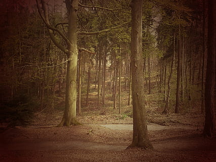 Bos, boom, landschap, humeur, sprookjesbos, natuur, bos-, buitenshuis, herfst, blad, voetpad, fabriek, land-, boomstam, kalmte, romp, schoonheid in de natuur, weg, milieu, geen mensen, niet-stedelijke scène, rustige scène, scenics - natuur, zandweg, dennenboom, groei, dennenbos, naaldboom, 2K, CC0, publiek domein, royaltyvrij