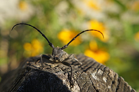 cincer, insecte, escarabat, macro, morimus funereus, un animal, fauna animal, animals a la natura, temes d'animals, cap gent, dia, primer pla, a l'aire lliure, naturalesa, animal, centrar-se en primer pla, invertebrat, sòlid, rock, rock - object, material de fusta, arbre, part del cos dels animals, tronc de l'arbre, escorça, 4K, CC0, domini públic, lliure de regalies