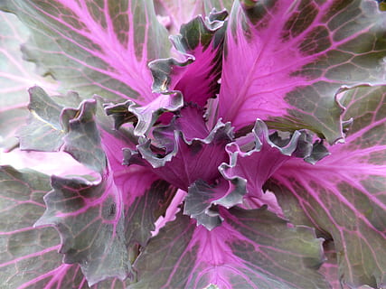 repollo, macro, púrpura, crecimiento, planta, de cerca, flor, frescura, planta floreciendo, belleza en la naturaleza, fragilidad, naturaleza, vulnerabilidad, pétalo, parte de la planta, nadie, hoja, color rosa, fotograma completo, al aire libre, día, inflorescencia, cabeza de flor, polen, 4K, CC0, dominio público, libre de derechos