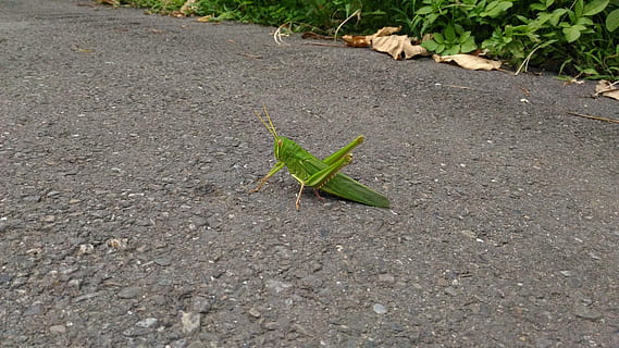 belalang, serangga, bug, menanam, daun, warna hijau, di luar rumah, tidak ada orang, hari, alam, bagian tanaman, tampilan sudut tinggi, pertumbuhan, jalan, satu binatang, aspal, angkutan, kota, keindahan di alam, binatang di alam liar, merapatkan, hewan, bunga, 4K, CC0, domain publik, bebas royalti