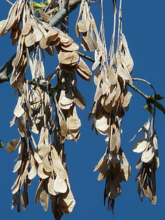 Ahornfrucht, trocken, Ahorn, Baum, Motor, Ast, Natur, Himmel, keine Leute, hängend, Flachwinkelansicht, Tag, klarer Himmel, Blau, Sonnenlicht, Pflanze, Fokus auf den Vordergrund, draußen, Nahansicht, Dekoration, Wachstum, sonnig, Kleidung, weiße Farbe, 2K, CC0, gemeinfrei, lizenzfrei