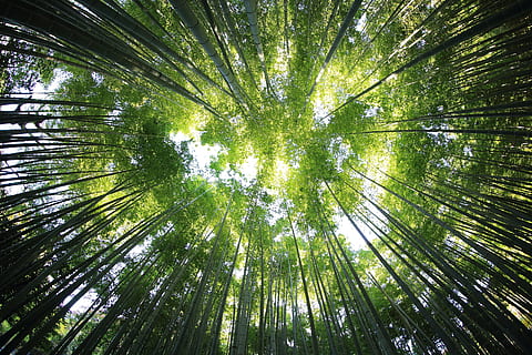 árvores florestais, baixo, fotografia de ângulo, arvores, perspectiva, luz solar, roupa de baixo, natureza, madeiras, floresta, meio Ambiente, brilhante, dramático, verde, ângulo, visão de baixo ângulo, árvore, plantar, crescimento, alto - alto, terra, cor verde, tranquilidade, beleza na natureza, ninguém, bambu - planta, dia, diretamente abaixo, quadro completo, tronco de árvore, tronco, ao ar livre, origens, Copa da árvore, jardim ornamental, 5K, CC0, domínio público, royalty free