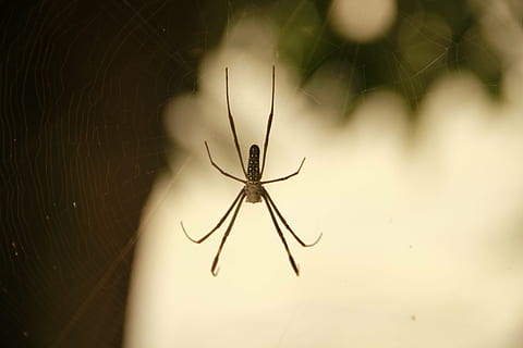 animals, spider, nature, arachnid, animal themes, invertebrate, animal, insect, one animal, animals in the wild, animal wildlife, arthropod, close-up, spider web, fragility, no people, animal leg, animal body part, focus on foreground, selective focus, zoology, outdoors, web, poisonous, concentric, 5K, CC0, public domain, royalty free