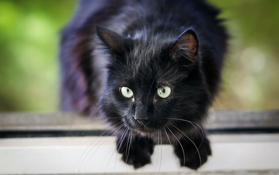 selektiv, fokus fotografering, sort, kat, rovdyr, kløer, hoppe, hår, trøffel, husdyr, dyr, feline, indenlandske kat, kæledyr, et dyr, dyre temaer, bakkenbart, sort farve, portræt, kigger på kameraet, indenlandske, pattedyr, fokus på forgrunden, hvirveldyr, tæt på, dag, ingen mennesker, dyr kropsdel, dyr hoved, gule øjne, dyr øje, snude, 5K