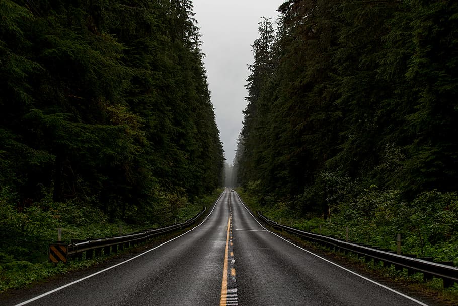 gris, carretera, verd, arbres, carretera de pissarra, fulles, bosc, arbre, núvol, canviant d'humor, carrer, ruta, carril, vora, barrera, recta, boira, simetria, llarg, ennuvolat, el camí a seguir, direcció, transport, perspectiva decreixent, planta, punt de fuga, naturalesa, cap gent, dia, marcatge, símbol, signe, marcatge de carreteres, bellesa a la natura, carretera buida, a l'aire lliure, asfalt, color verd, línia divisòria, 5K