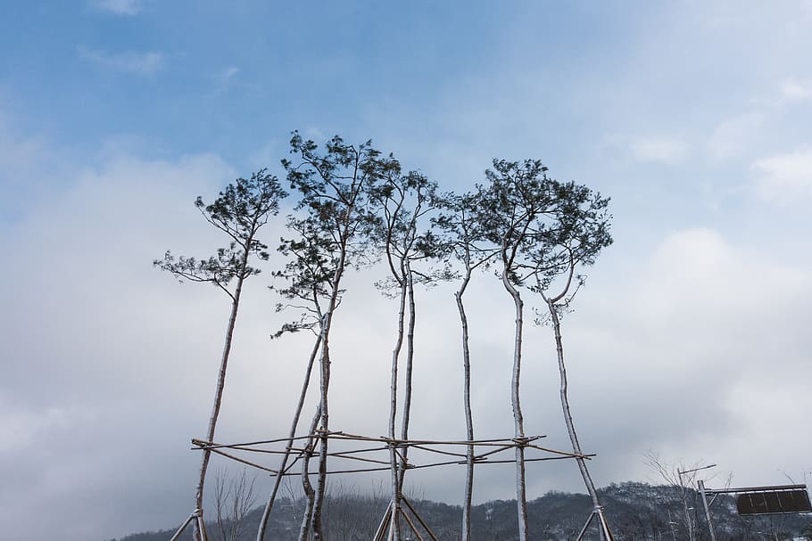 ramo, calma, nube, cielo, la neve, albero, ventoso, inverno, pianta legnosa, nuvola - cielo, pianta, Inquadratura dal basso, bellezza nella natura, natura, nessuno, crescita, giorno, la tranquillità, all'aperto, ambiente, scena tranquilla, nuvoloso, scenics - natura, scena non urbana, blu, 5K