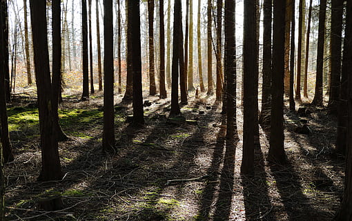 Bos, bomen, schaduw, hispanic, natuur, zon, silhouet, boom, land-, fabriek, romp, bos-, boomstam, groei, geen mensen, rustige scène, kalmte, scenics - natuur, schoonheid in de natuur, milieu, niet-stedelijke scène, dag, landschap, afgelegen, buitenshuis, dennenbos, naaldboom, 5K, CC0, publiek domein, royaltyvrij