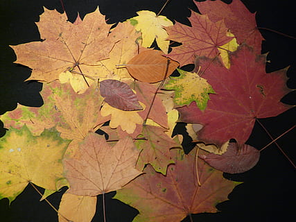 autunno, le foglie, pressato, rattoppare, foglie d'autunno, fogli di stampa, colori autunnali, colorato, secco, inizio autunno, umore autunnale, quercia, acero, betulla, botanica, natura, colore, sfondo, decorazione, erbario, raccolta delle piante, foglio di erbario, collezione di foglie, pianta, raccogliere, erba modulare, foglia, modificare, all'aperto, nessuno, foglia di acero, parte vegetale, avvicinamento, bellezza nella natura, giorno, vena fogliare, albero, colore arancione, modello naturale, vulnerabilità, crescita, fragilità, condizione naturale, 2K, CC0, dominio pubblico, privo di copyright
