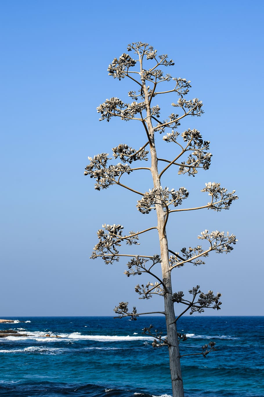 arbre, mar, onades, Costa, protaras, Xipre, cel, aigua, bellesa a la natura, cel clar, naturalesa, escenics - natura, planta, blau, horitzó, horitzó sobre l’aigua, tranquil·litat, dia, terra, platja, cap gent, escena tranquil·la, a l'aire lliure, 5K