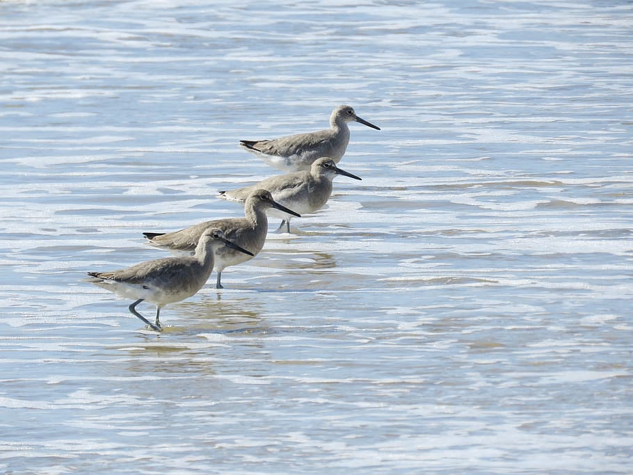 sanderlings, oceà, marea, temes d'animals, animal, ocell, fauna animal, vertebrats, animals a la natura, aigua, grup d’animals, llac, naturalesa, cap gent, volant, dos animals, zoologia, ocell aquàtic, davant del mar, dia, moviment, a l'aire lliure, família d’animals, 4K