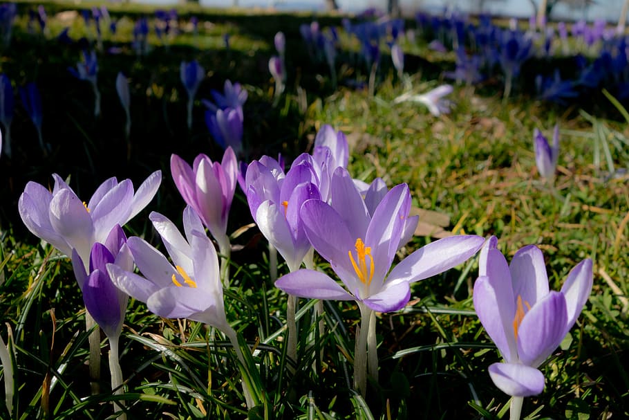 safrà, primavera, flor, florir, flors, prat, estiu, pol·len, herba, sol, prat de flors, flors de blat de moro, flors silvestres, groc, prat de muntanya, idíl·lic, assolellat, recuperació, festa, alpí, planta broomrape, abundància de flors, incrustació, naturalesa, planta, pastures, sòl del bosc, planta amb flors, frescor, creixement, vulnerabilitat, bellesa a la natura, fragilitat, porpra, pètal, camp, primer pla, terra, iris, dia, centrar-se en primer pla, cap gent, inflorescència, cap de flor, a l'aire lliure, llit de flors, 4K