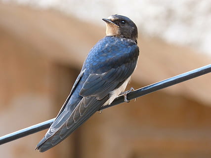 schlucken, Kabel, Vogel, Tierwelt, Wirbeltier, Tiere in freier Wildbahn, ein Tier, hocken, Fokus auf den Vordergrund, Tag, keine Leute, Nahansicht, in voller Länge, draußen, Singvogel, Zweig, suchen, Natur, schwarze Farbe, 4K, CC0, gemeinfrei, lizenzfrei