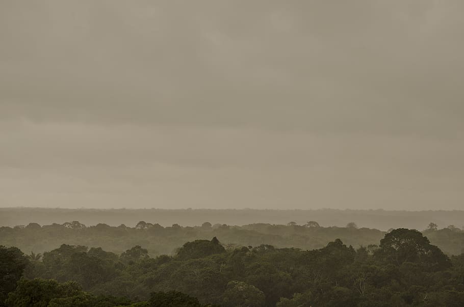 aèria, foto, jungla, amazon, bosc, flora, Brasil, arbres, amazon, bosc, ennuvolat, naturalesa, escenics, paisatge, a l'aire lliure, cel, arbre, tranquil·litat, bellesa a la natura, escena tranquil·la, planta, escenics - natura, medi ambient, boira, cap gent, núvol - cel, terra, al matí, escena no urbana, idíl·lic, arbre d’arbre, 4K
