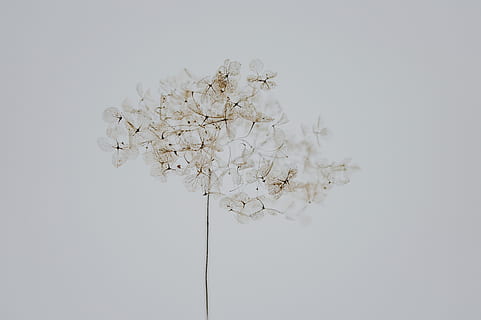 hvid blomstermaleri, tæt, fotografi, hvid, klynge blomst, blomst, græs, stilk, tørret, frø, plante, hvid farve, friskhed, indendørs, blomstrende plante, studio skud, ingen mennesker, skrøbelighed, tæt på, natur, sårbarhed, hvid baggrund, skønhed i naturen, træ, skåret ud, tør, kopiere plads, dag, visnet plante, 4K, CC0, offentligt domæne, royaltyfrie