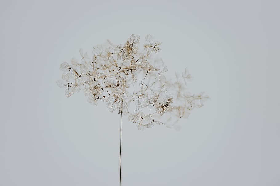 hvid blomstermaleri, tæt, fotografi, hvid, klynge blomst, blomst, græs, stilk, tørret, frø, plante, hvid farve, friskhed, indendørs, blomstrende plante, studio skud, ingen mennesker, skrøbelighed, tæt på, natur, sårbarhed, hvid baggrund, skønhed i naturen, træ, skåret ud, tør, kopiere plads, dag, visnet plante, 4K