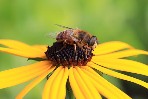 api, ape, Perdere, pianta fiorita, fiore, temi animali, invertebrato, insetto, fauna selvatica, animale, fragilità, freschezza, animali allo stato selvatico, bellezza nella natura, vulnerabilità, un animale, petalo, pianta, avvicinamento, testa di fiore, crescita, giallo, polline, impollinazione, nessuno, primavera, all'aperto, ala animale, 2K, CC0, dominio pubblico, privo di copyright