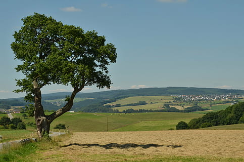 albero, paesaggio, natura, irregolare, agricoltura, pianta, bellezza nella natura, la tranquillità, scena tranquilla, ambiente, scenics - natura, cielo, crescita, colore verde, terra, campo, giorno, nessuno, scena non urbana, idilliaco, erba, montagna, all'aperto, paesaggio ondulato, 4K, CC0, dominio pubblico, privo di copyright