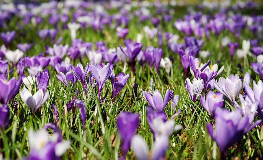 flors de color porpra i blanc, safrà, primavera, flors, florir, prat, naturalesa, porpra, blanc, violeta, floració primerenca, prat de safrà, mar de flors, frühlingsblüher, plena floració, prada de primavera, frühlingsanfang, el començament de la primavera, safrà de primavera, planta, flor de primavera, precursor de la primavera, colorit, lenz, flor, planta amb flors, frescor, bellesa a la natura, creixement, vulnerabilitat, fragilitat, pètal, iris, enfocament selectiu, primer pla, camp, terra, cap de flor, inflorescència, cap gent, espígol, llit de flors, 4K