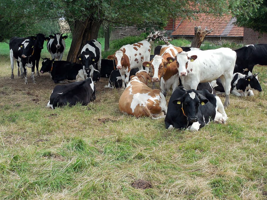 vaques, ramat, policies, pastures, agricultura, tacat, bestiar, tacat negre, blanc i negre, vaques lleteres, cria de bestiar, imatge del grup, vaca, granja, escena rural, herba, animal, prat, naturalesa, pasturatge, camp, Granja de productes lactis, a l'aire lliure, grup d’animals, nacional, temes d'animals, vertebrats, mamífer, mascotes, animals domèstics, terra, planta, gran grup d’animals, bestiar domèstic, dia, herbívors, cap gent, 2K