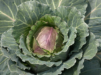 flower, cabbage, macro, green, vegetarian, leaf, garden, fresh, healthy eating, food, food and drink, plant part, vegetable, freshness, green color, wellbeing, no people, growth, close-up, nature, plant, high angle view, raw food, organic, directly above, day, vegetarian food, 2K, CC0, public domain, royalty free