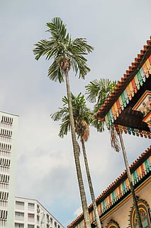 singapore, orm-øje, se fotografering træer, Palme træ, bygning, bygget struktur, bygning udvendig, arkitektur, himmel, lav vinkel visning, træ, tropisk klima, natur, ingen mennesker, plante, dag, høj - høj, sky - himmel, vækst, udendørs, by, boligområde, bagagerum, 2K, CC0, offentligt domæne, royaltyfrie