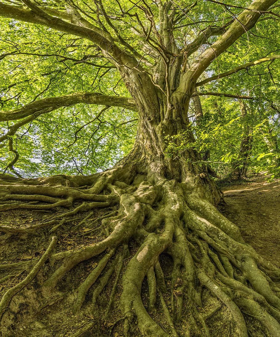 green, leafed, trees, inside, jungle, tree, root, forest, impressive, nature, log, beech, leaves, old, overgrown, wood, plant, tree root, background image, tribe, crown, tree trunk, trunk, growth, land, branch, no people, green color, plant part, tranquility, day, beauty in nature, environment, outdoors, tranquil scene, non-urban scene, complexity, tangled, tree canopy, 5K