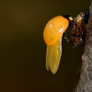 naixement, marieta, groc, error, insectes, nounat, coccinellidae, coccinella, primer pla, temes d'animals, fruita, fauna animal, un animal, tir de l'estudi, menjar i beguda, alimentació saludable, a l'interior, menjar, animals a la natura, invertebrat, cap gent, animal, fons negre, benestar, color taronja, còpia espai, frescor, boca oberta, 2K, CC0, domini públic, lliure de regalies