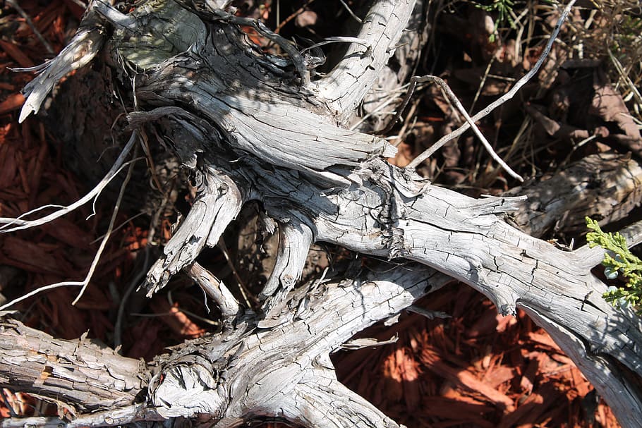 ramo, secco, foresta, albero, natura, asciutto, foresta, giardino, legna, tronco d'albero, giorno, all'aperto, nessuno, pianta, terra, avvicinamento, legno - materiale, campo, parte vegetale, tronco, luce del sole, radice, ceppo, la tranquillità, pianta morta, bastone - parte vegetale, abbaiare, intrecciate, 4K