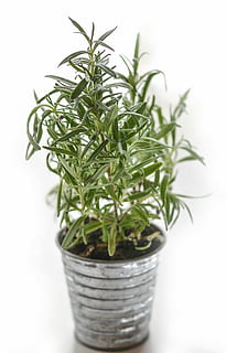 aromatic, blur, close-up, cluster, cure, flora, fresh, freshness, green, growth, herb, herbal, ingredient, leaves, medicine, natural, plant, rosemary, spice, thyme, tin pot, vegan, green color, potted plant, studio shot, white background, no people, plant part, nature, leaf, indoors, container, food, food and drink, beauty in nature, high angle view, still life, houseplant, flower pot, 5K, CC0, public domain, royalty free