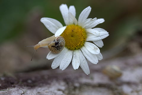 cargol, margarida, pètals, shell, flor, rosada, naturalesa, pètal, fragilitat, Color blanc, planta, planta amb flors, frescor, creixement, vulnerabilitat, primer pla, bellesa a la natura, fauna animal, invertebrat, cap de flor, animal, centrar-se en primer pla, un animal, temes d'animals, insecte, inflorescència, cap gent, pol·len, polinització, 5K, CC0, domini públic, lliure de regalies