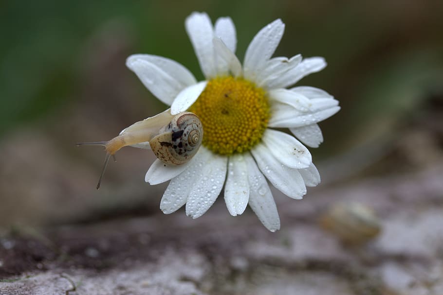 cargol, margarida, pètals, shell, flor, rosada, naturalesa, pètal, fragilitat, Color blanc, planta, planta amb flors, frescor, creixement, vulnerabilitat, primer pla, bellesa a la natura, fauna animal, invertebrat, cap de flor, animal, centrar-se en primer pla, un animal, temes d'animals, insecte, inflorescència, cap gent, pol·len, polinització, 5K