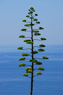 Baum, Kiefer, Nadelbaum, Natur, Landschaft, Punkte, Meer, Himmel, Wachstum, Pflanze, Schönheit in der Natur, tropisches Klima, Ruhe, keine Leute, Wasser, Palme, Szenen - Natur, Tag, Blau, draußen, grüne Farbe, klarer Himmel, ruhige Szene, Horizont über Wasser, Kokospalme, 5K, CC0, gemeinfrei, lizenzfrei