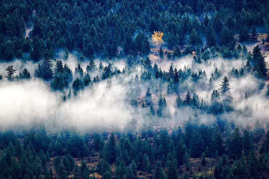 landskab, natur, skyer, Skov, dag, dagslys, stedsegrønne, tåge, guld, grøn, naturlig, udendørs, naturskøn, træer, plante, træ, skønhed i naturen, scenics - natur, ro, rolig scene, vækst, jord, miljø, ikke-urbane scene, ingen mennesker, idyllisk, løv, frodig løv, fyrretræ, fyrreskov, nåletræ, 5K